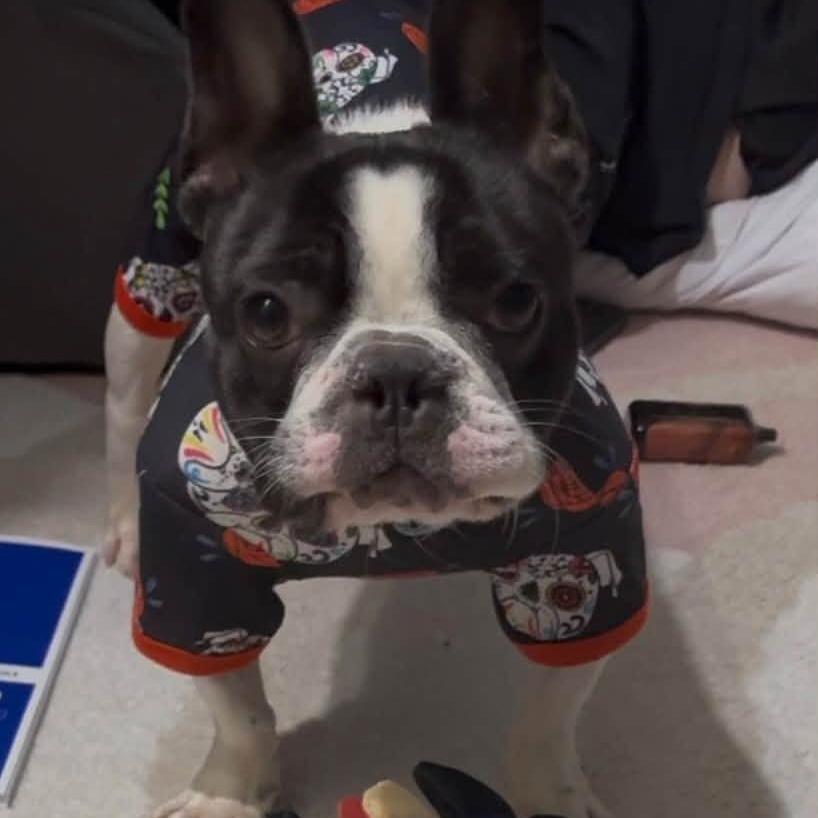 Enlarge Frankie, a Adoptable French Bulldog in Huber Heights, OH image 4/6