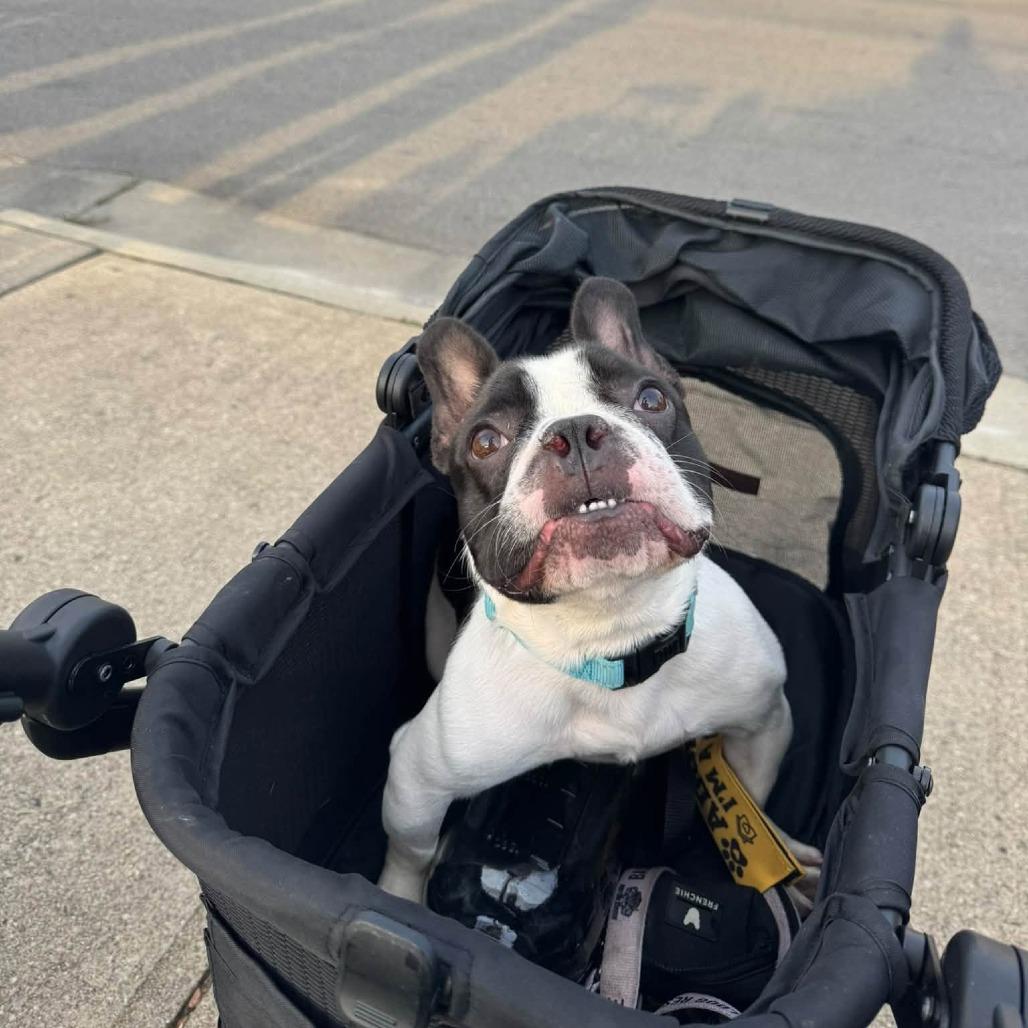 Enlarge Frankie, a Adoptable French Bulldog in Huber Heights, OH image 5/6