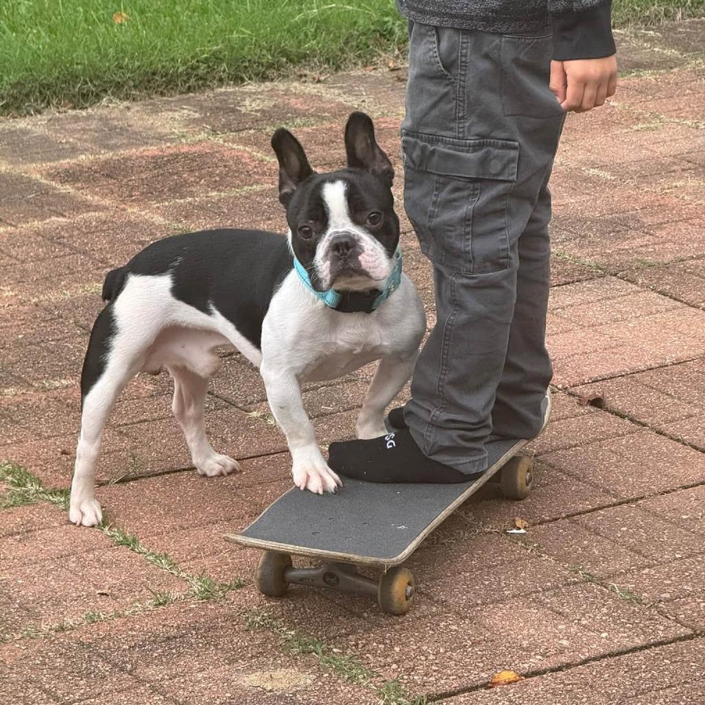 Enlarge Frankie, a Adoptable French Bulldog in Huber Heights, OH image 6/6