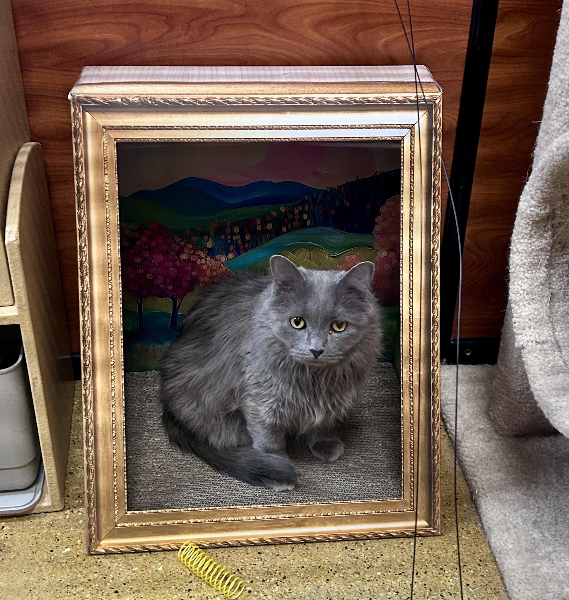 Sammy, adopted, Adult Male Nebelung & Domestic Long Hair.