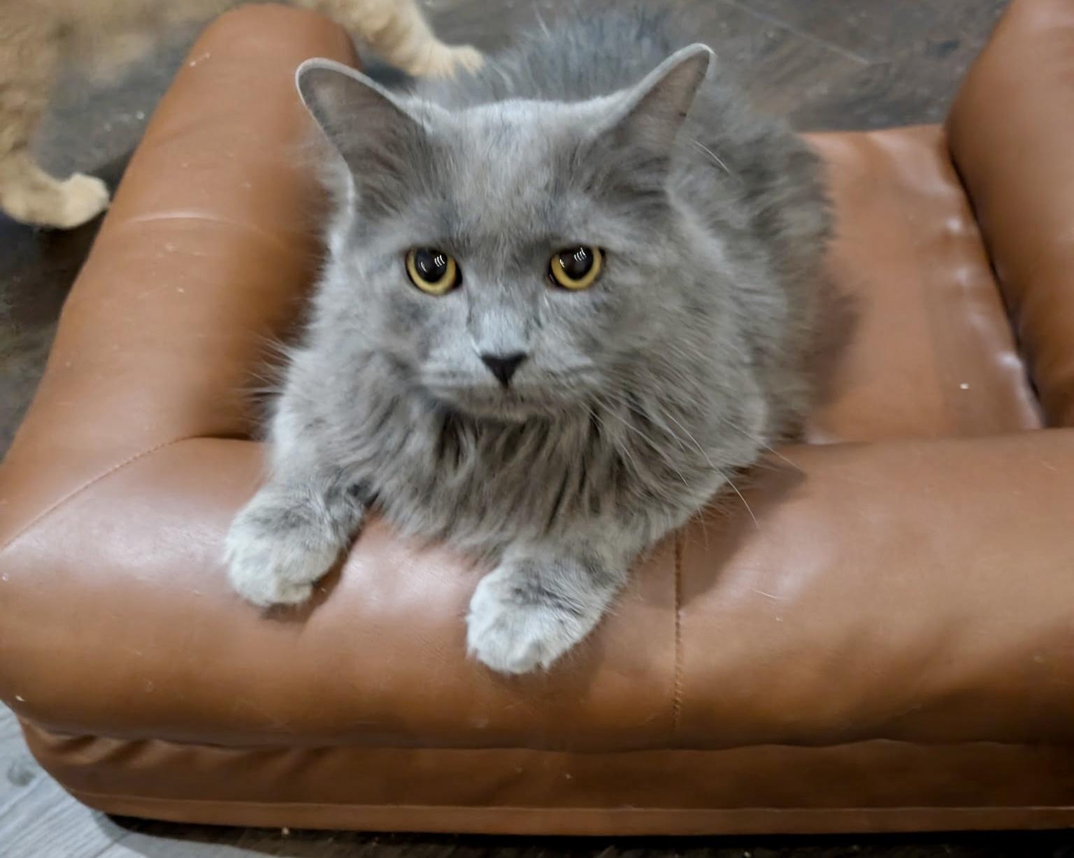 Sammy, an adopted mixed breed in Vernon Hills, IL image 2/2