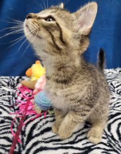 Liam, a ADOPTABLE Domestic Short Hair in Bucyrus, OH image 3/3
