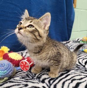 Liam, a ADOPTABLE Domestic Short Hair in Bucyrus, OH image 1/3