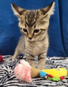 Liam, a ADOPTABLE Domestic Short Hair in Bucyrus, OH image 2/3