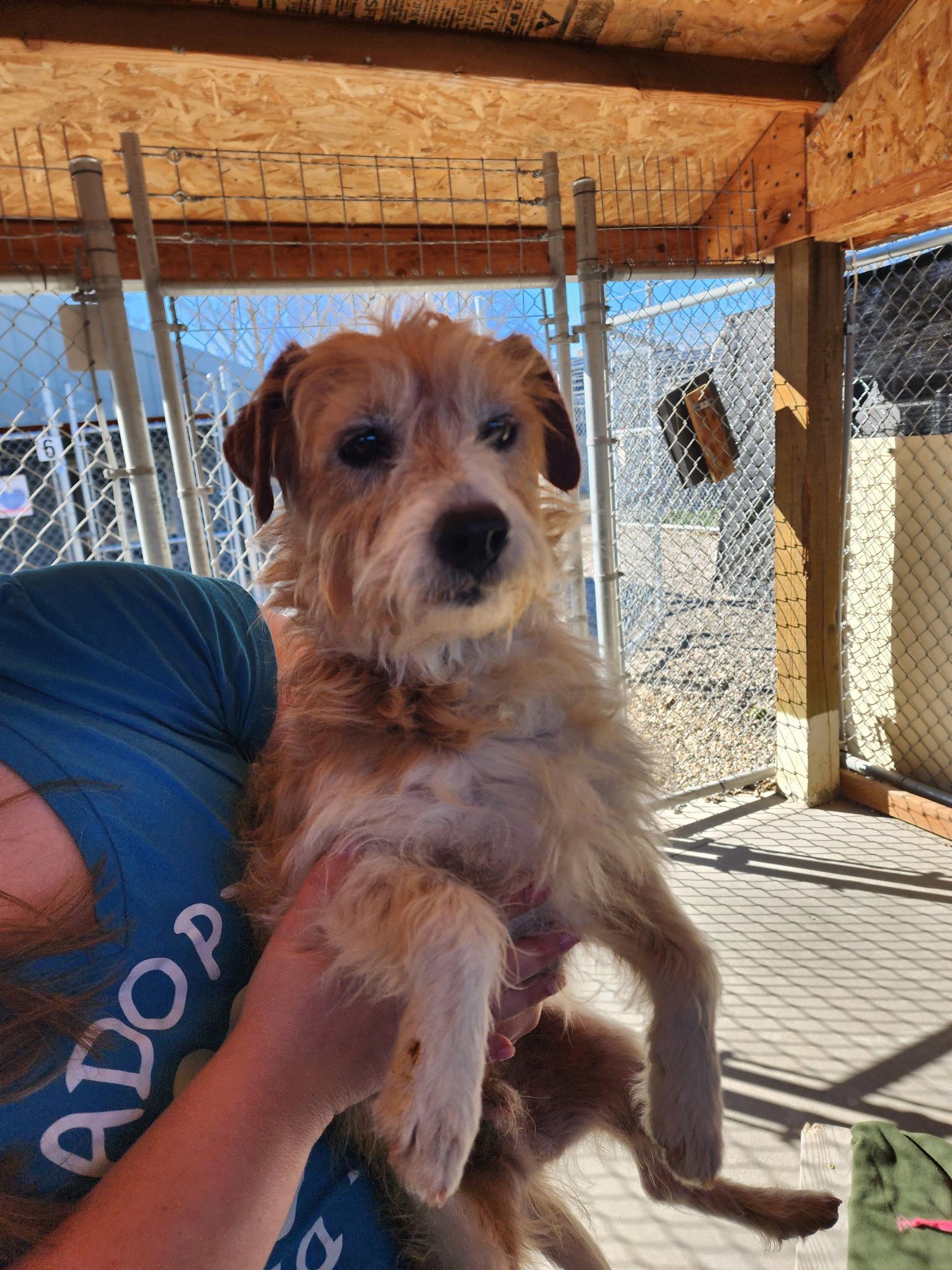 Adoption Pending - Snickers, Adoptable, Senior Male Mixed Breed.