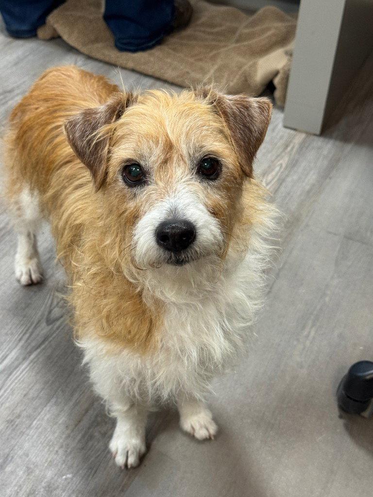 Enlarge Snickers, a Adoptable Mixed Breed in Emmett, ID image 1/1