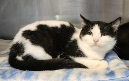 Fiona, ADOPTABLE, Kitten Female Domestic Short Hair & Tuxedo.