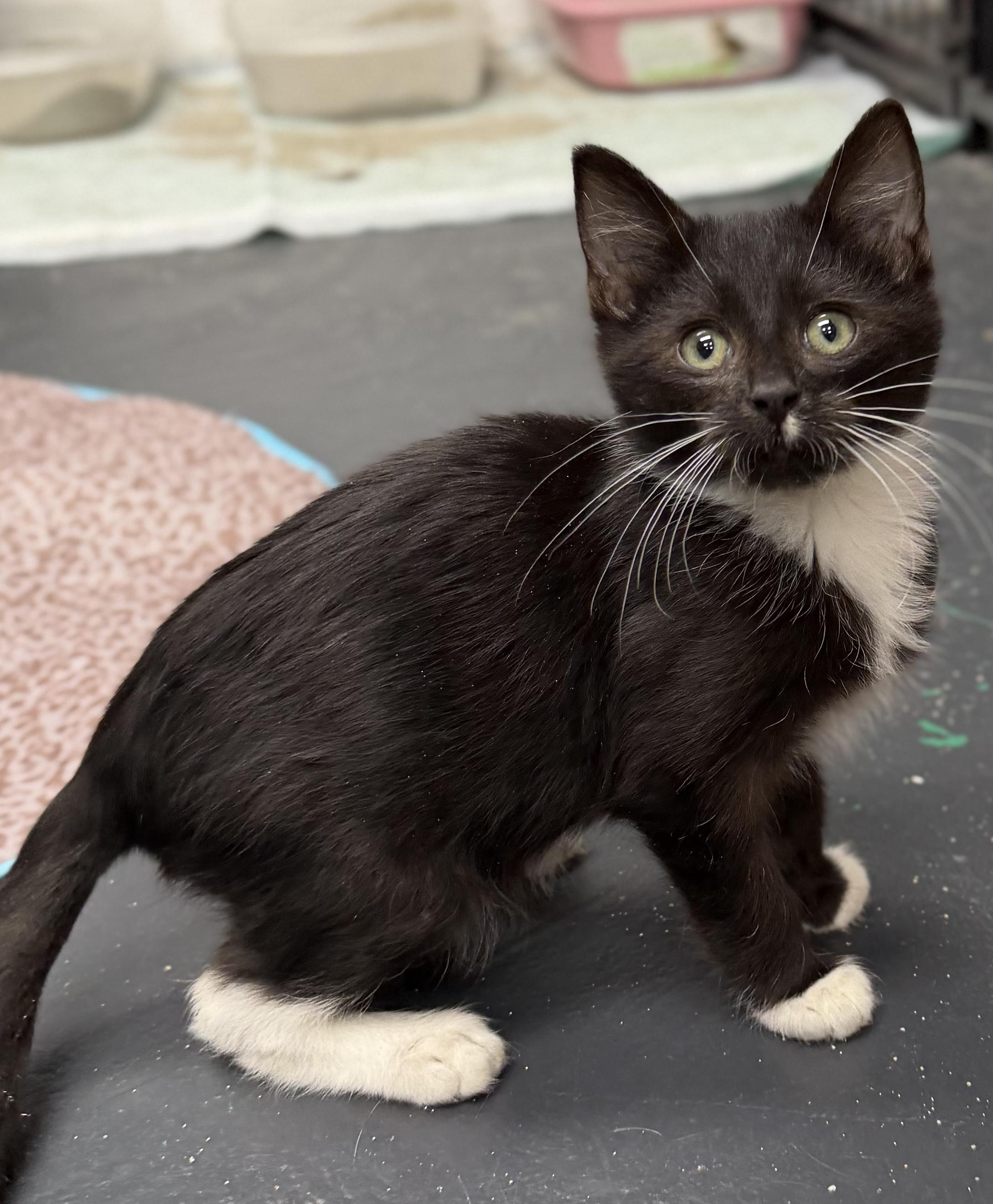 Enlarge Raikou, a ADOPTABLE mixed breed in North Royalton, OH image 5/6