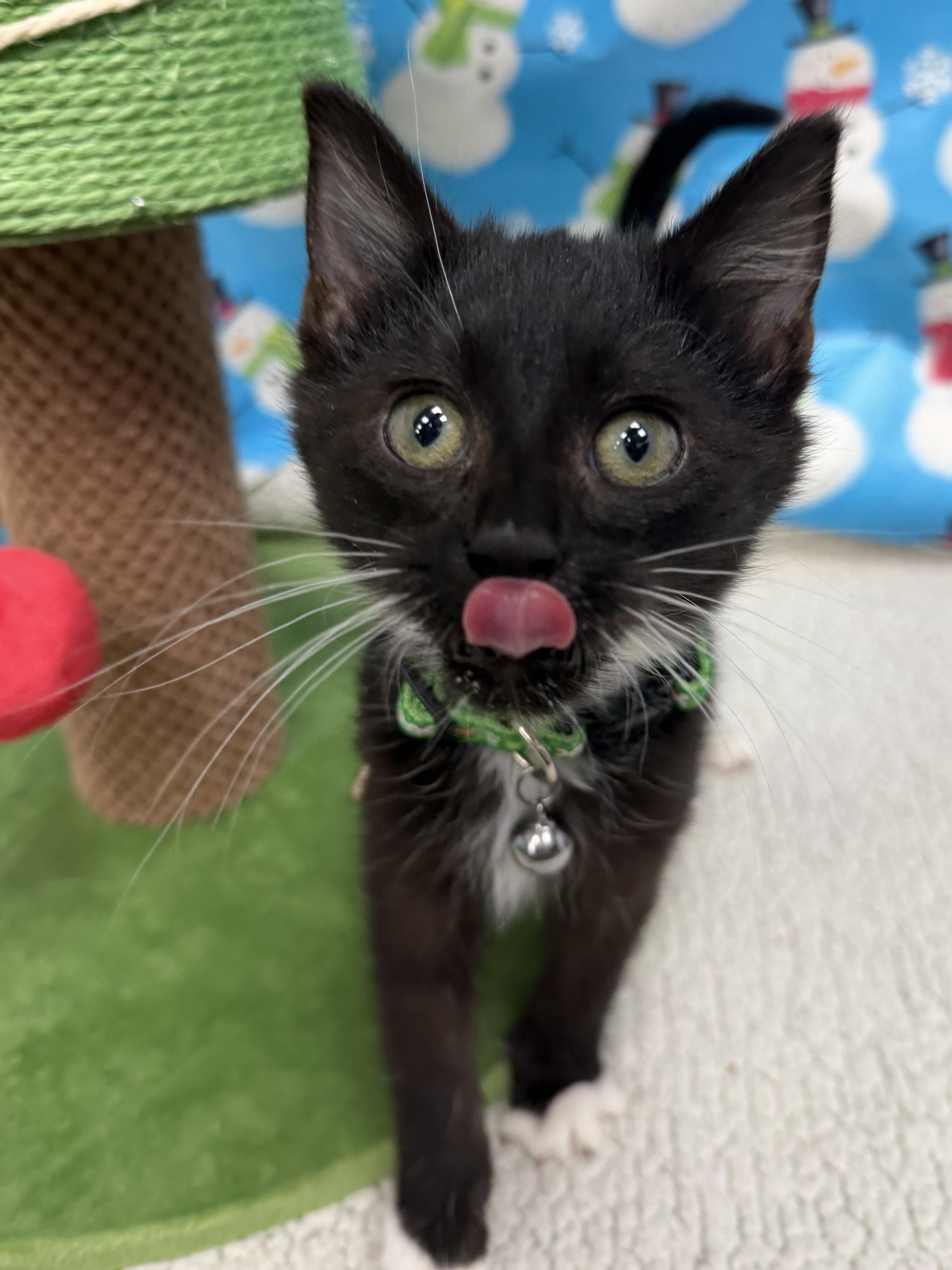 Enlarge Raikou, a ADOPTABLE mixed breed in North Royalton, OH image 2/6