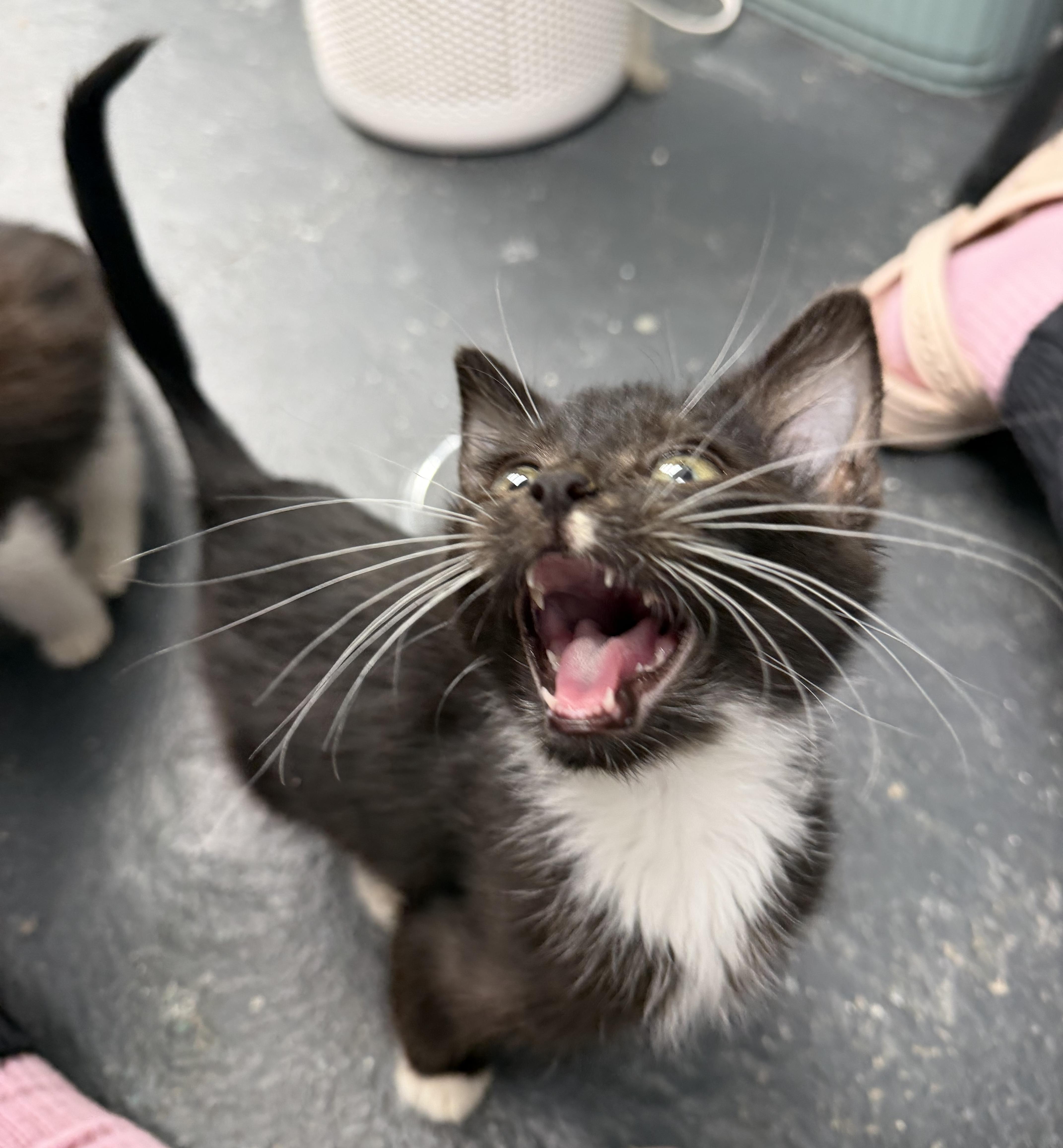 Enlarge Raikou, a ADOPTABLE mixed breed in North Royalton, OH image 4/6