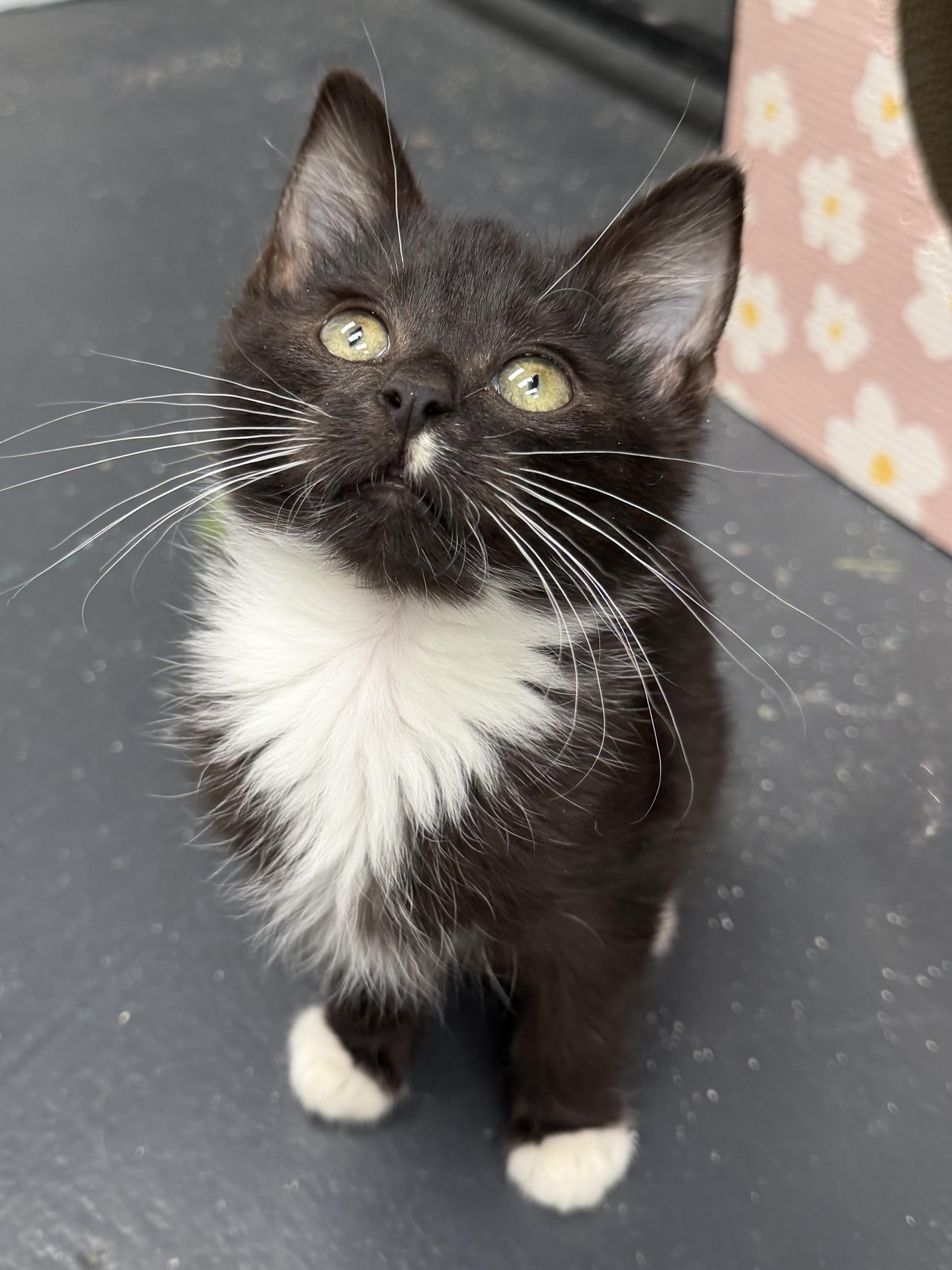 Enlarge Raikou, a ADOPTABLE mixed breed in North Royalton, OH image 3/6