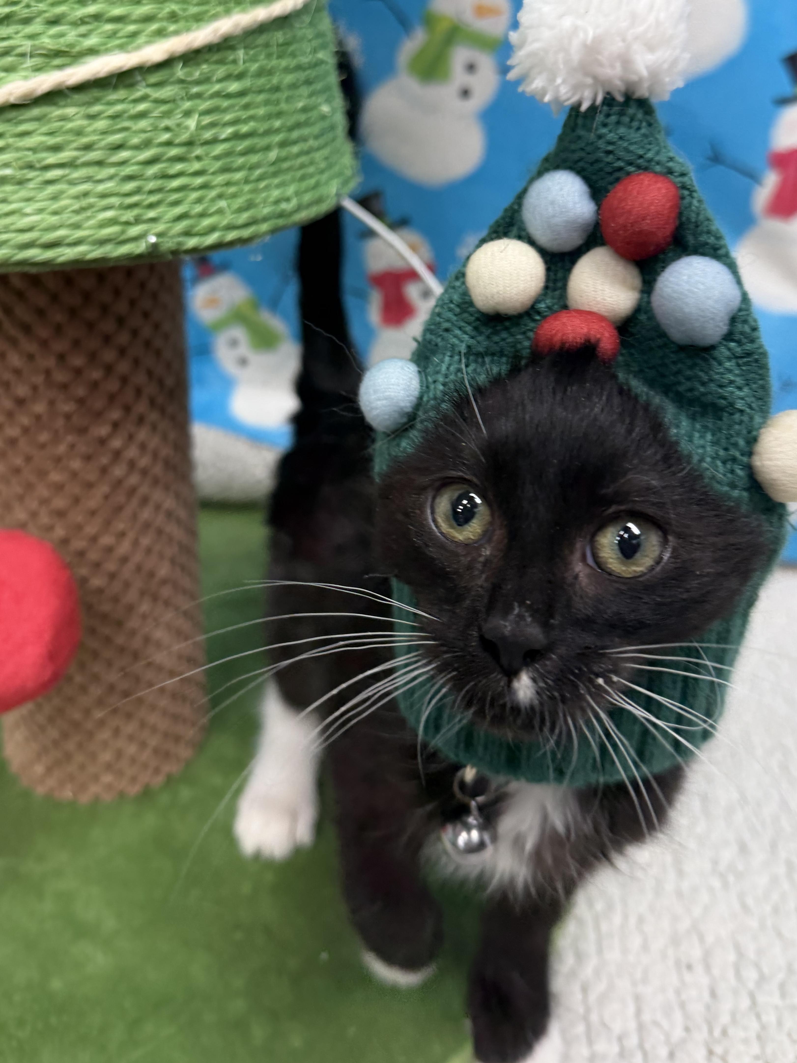 Raikou, ADOPTABLE, Kitten Male Domestic Short Hair.