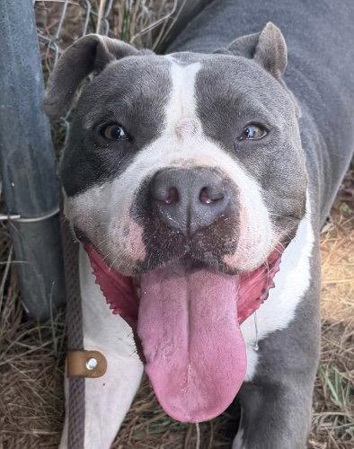Enlarge Muffin, a Adoptable Pit Bull Terrier in Carrollton, GA image 1/3