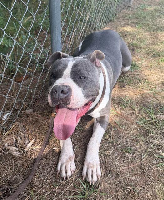 Enlarge Muffin, a Adoptable Pit Bull Terrier in Carrollton, GA image 2/3