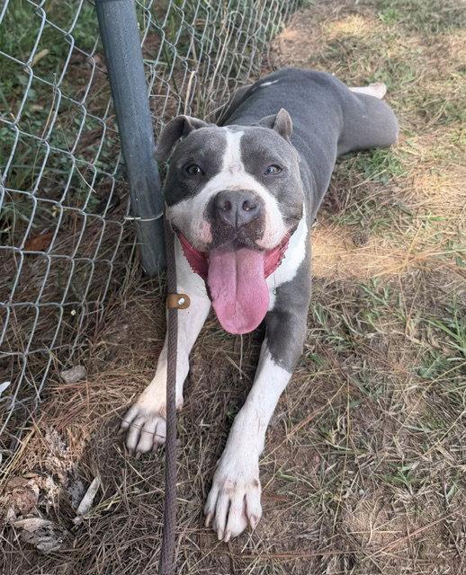 Enlarge Muffin, a Adoptable Pit Bull Terrier in Carrollton, GA image 3/3