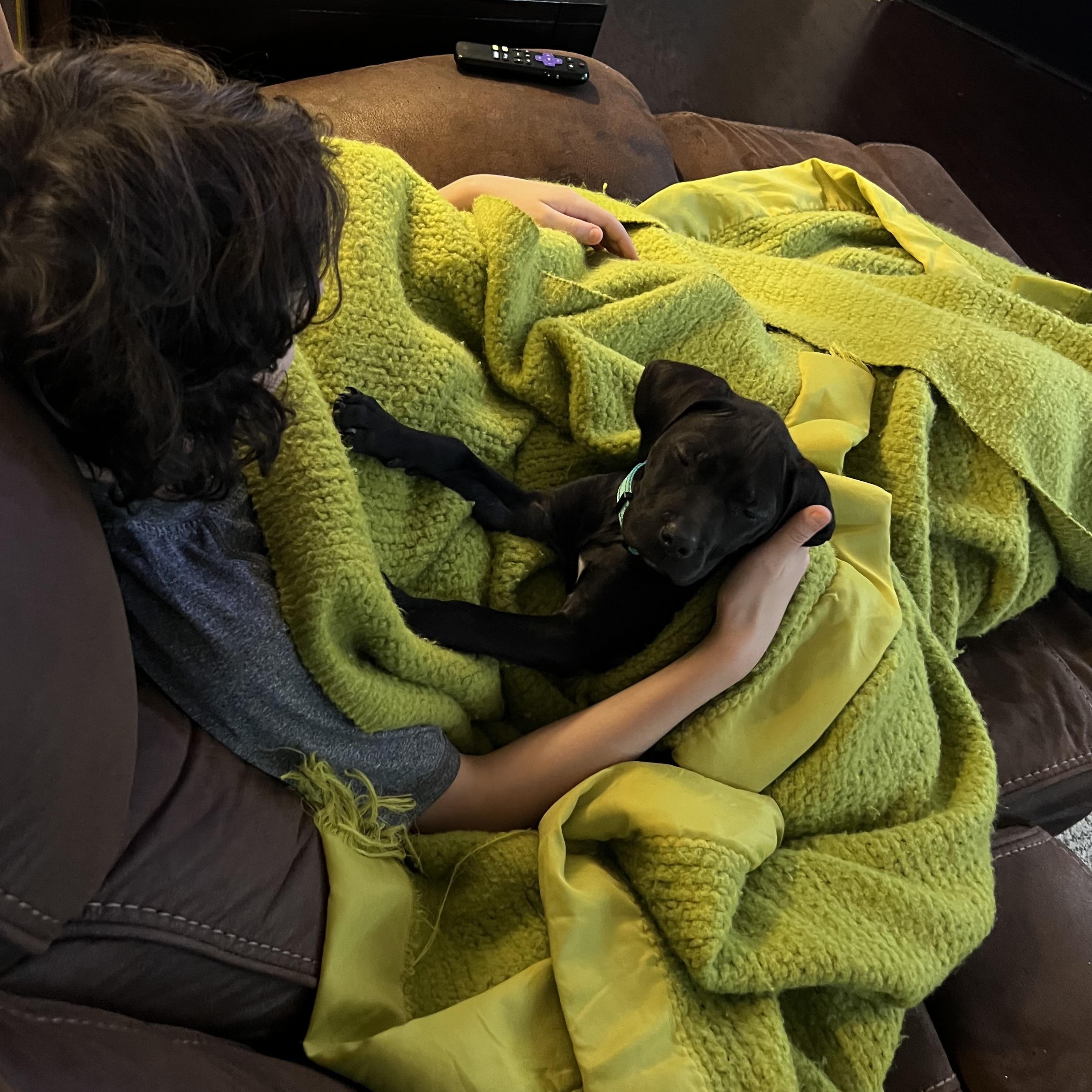 Enlarge Raven, a ADOPTABLE mixed breed in Grayson, GA image 2/4