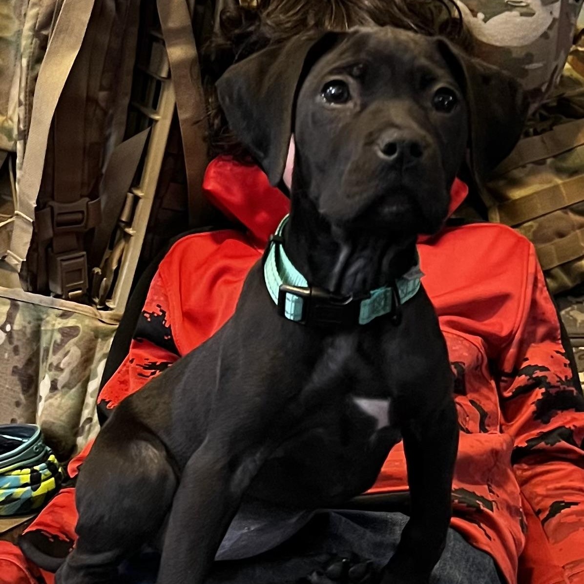 Raven, ADOPTABLE, Puppy Female Mixed Breed.