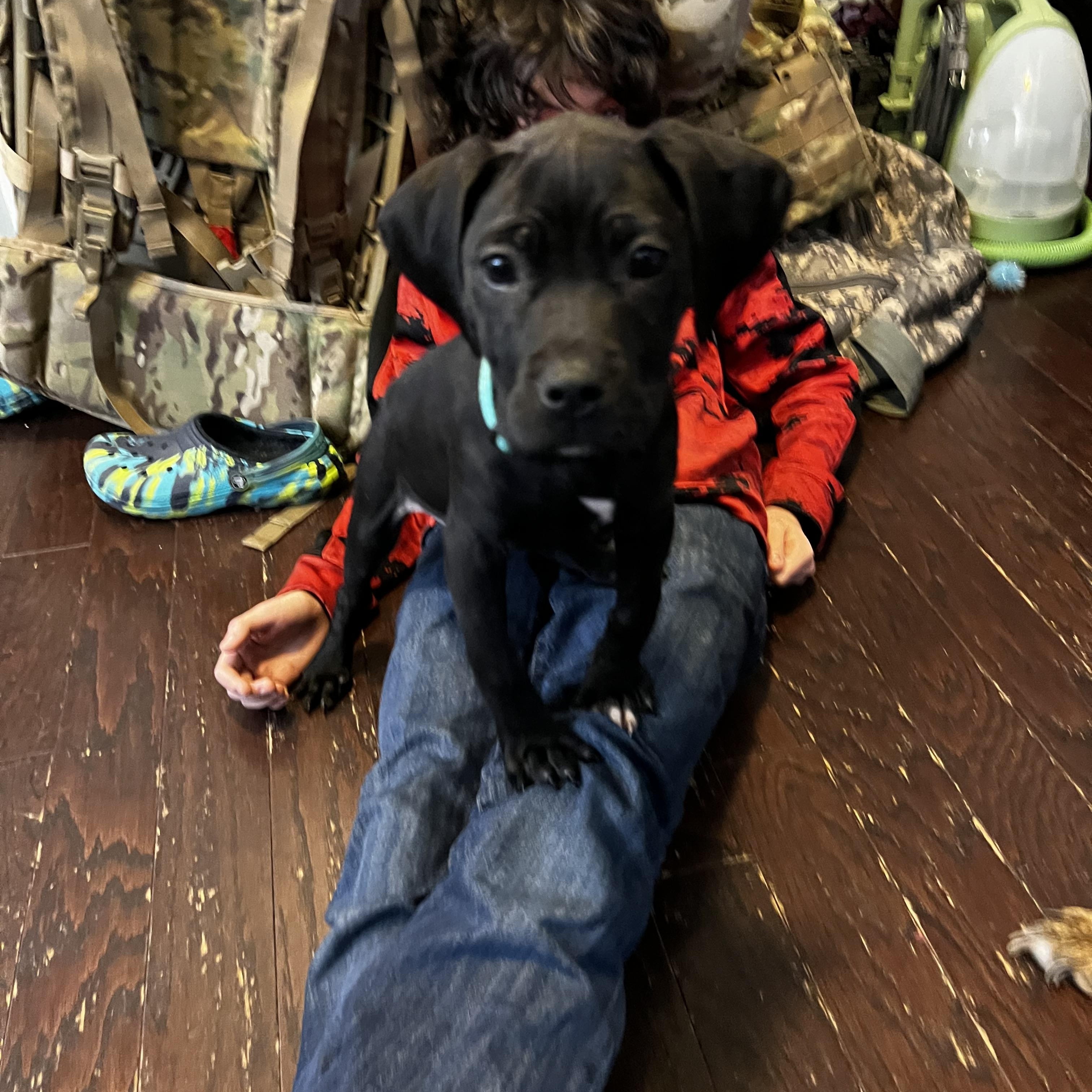 Enlarge Raven, a ADOPTABLE mixed breed in Grayson, GA image 4/4