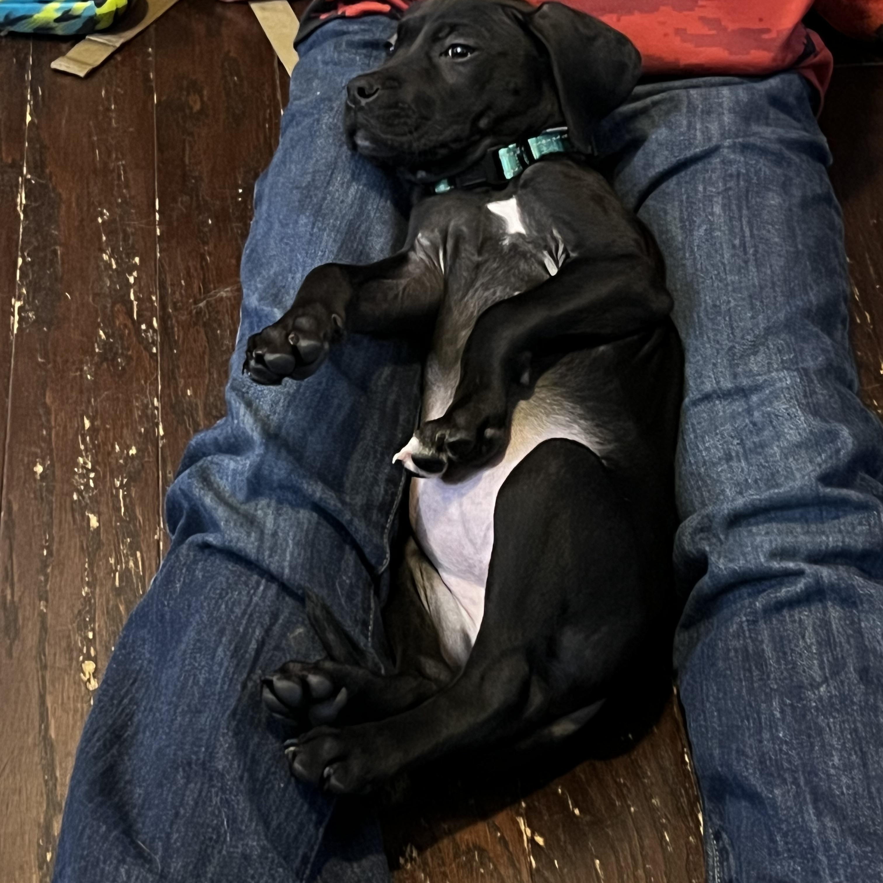 Enlarge Raven, a ADOPTABLE mixed breed in Grayson, GA image 3/4