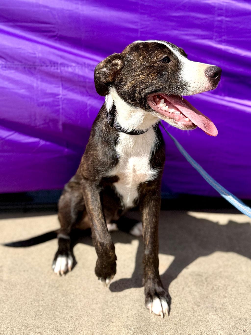 Enlarge Frankie, an adopted mixed breed in San Antonio, TX image 4/5