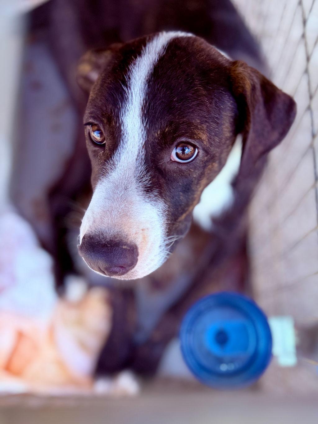 Enlarge Frankie, an adopted mixed breed in San Antonio, TX image 3/5