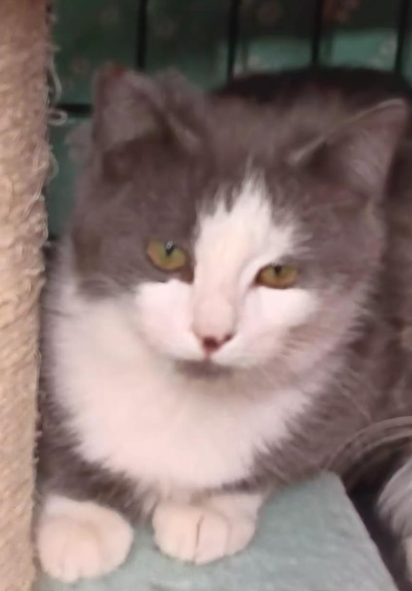 Enlarge Eggnog, a ADOPTABLE Domestic Short Hair in Bethpage, NY image 1/2