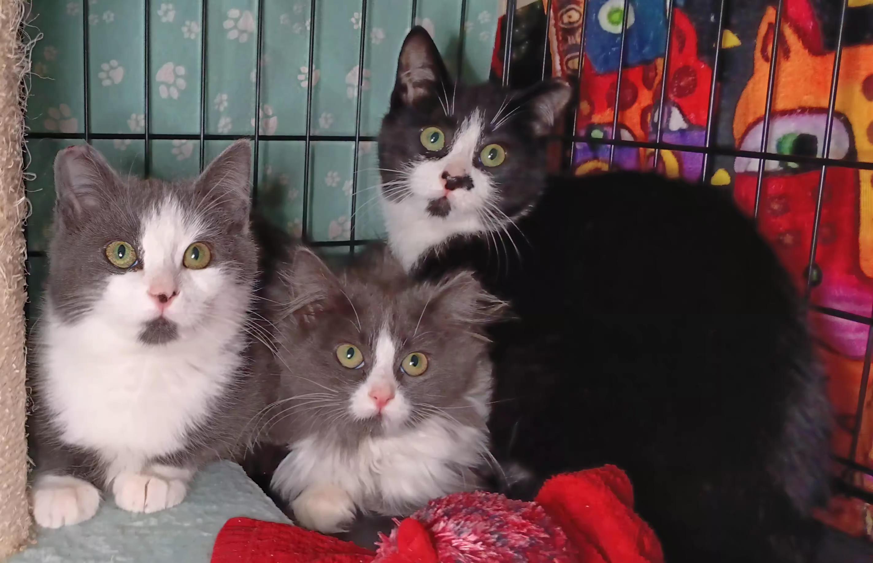 Enlarge Eggnog, a ADOPTABLE Domestic Short Hair in Bethpage, NY image 2/2