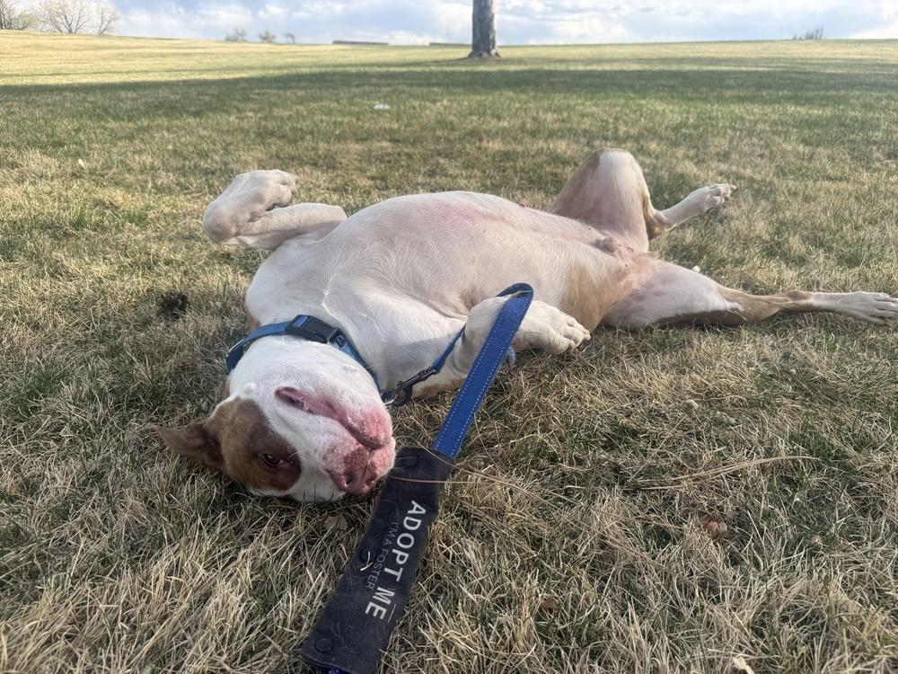 Elijah, Adoptable, Senior Male American Staffordshire Terrier.