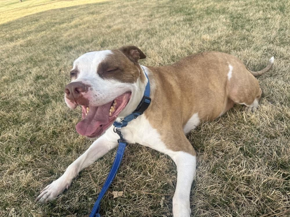 Enlarge Elijah, a Adoptable mixed breed in Denver, CO image 2/6