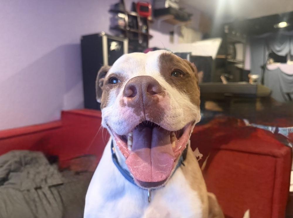 Elijah, Adoptable, Senior Male American Staffordshire Terrier.