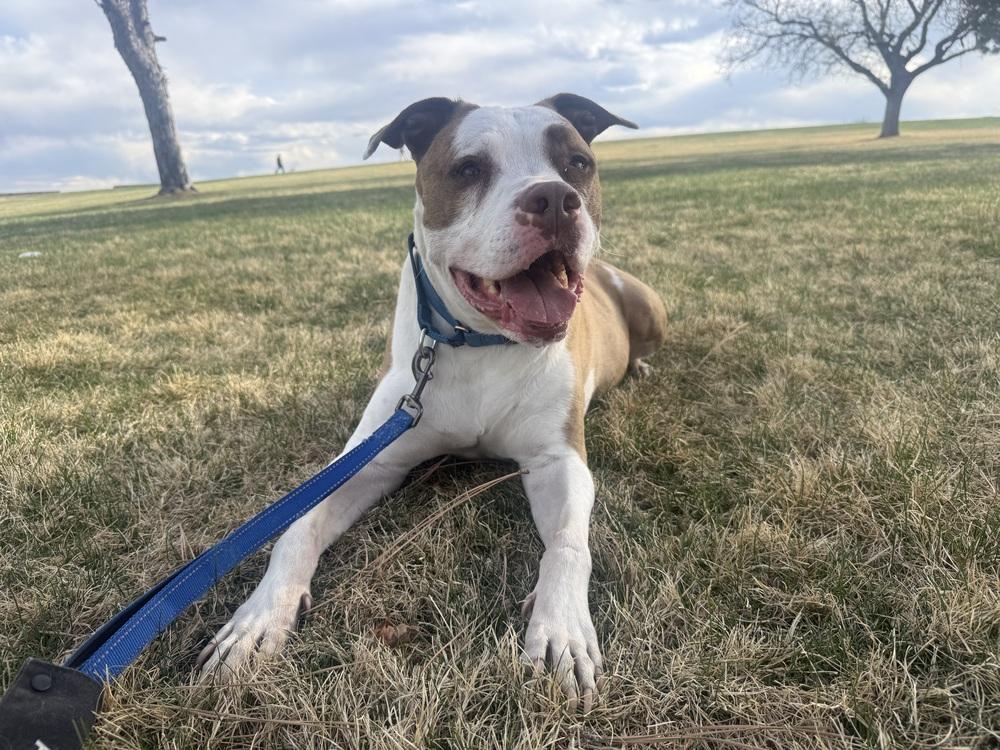 Enlarge Elijah, a Adoptable mixed breed in Denver, CO image 4/6
