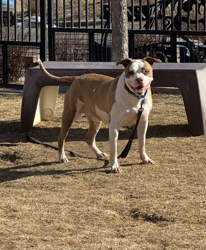 Enlarge Elijah, a Adoptable mixed breed in Denver, CO image 5/6