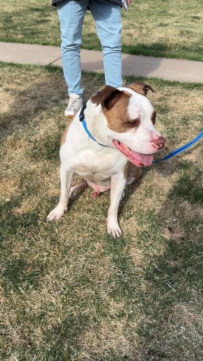 Enlarge Elijah, a Adoptable mixed breed in Denver, CO video 6/6