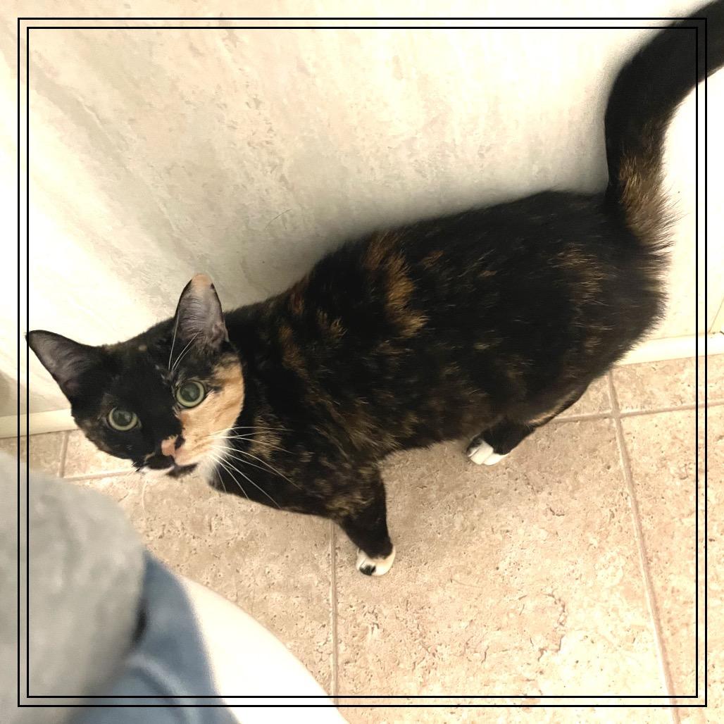 Penny (bonded with Jack), Adoptable, Young Female Domestic Short Hair.
