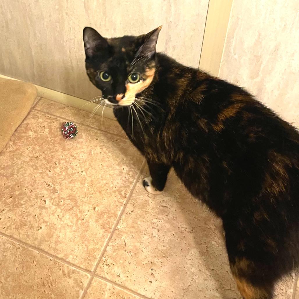 Enlarge Penny (bonded with Jack), a Adoptable Domestic Short Hair in Monroe, MI image 2/4
