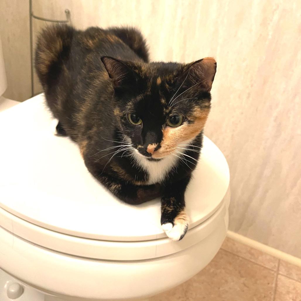 Enlarge Penny (bonded with Jack), a Adoptable Domestic Short Hair in Monroe, MI image 3/4