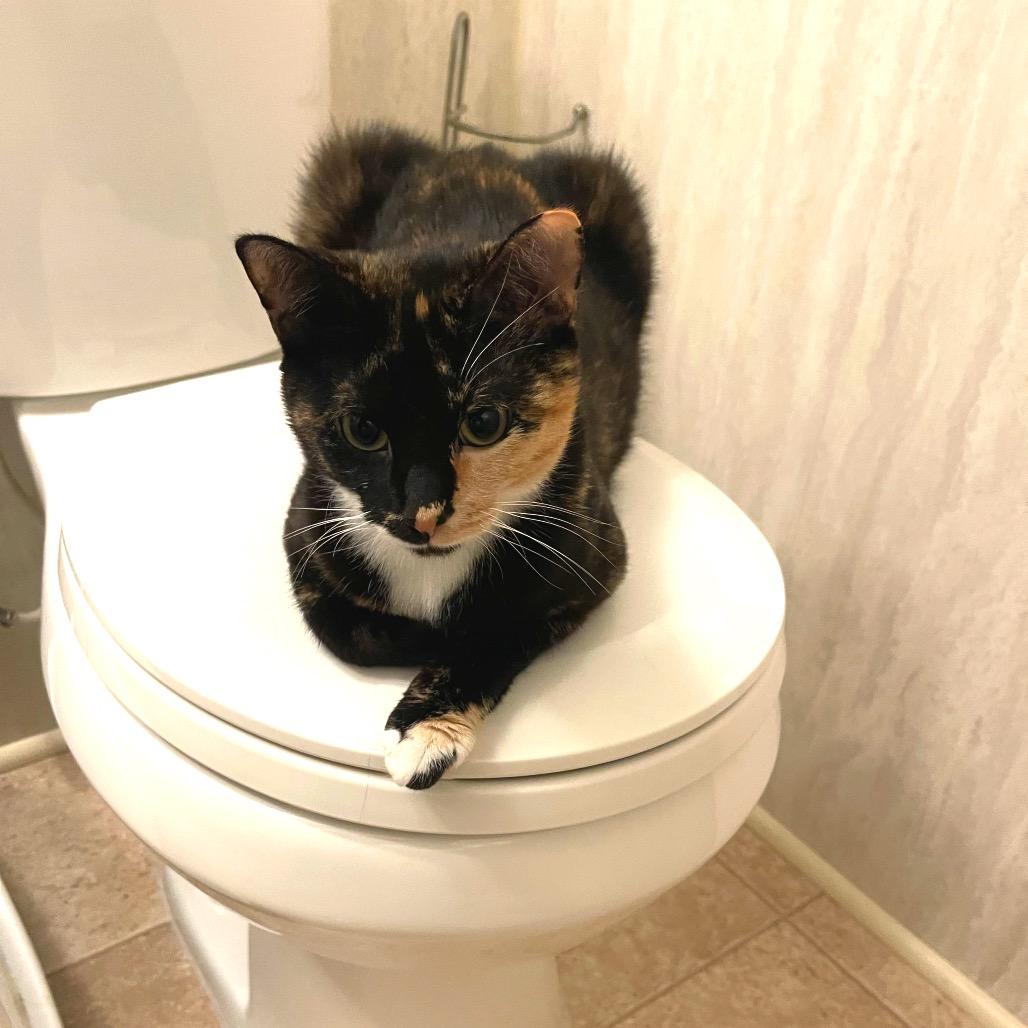 Enlarge Penny (bonded with Jack), a Adoptable Domestic Short Hair in Monroe, MI image 4/4