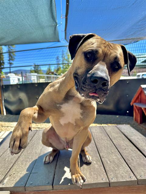 TOBY, Adoptable, Young Male Bullmastiff & Mixed Breed.