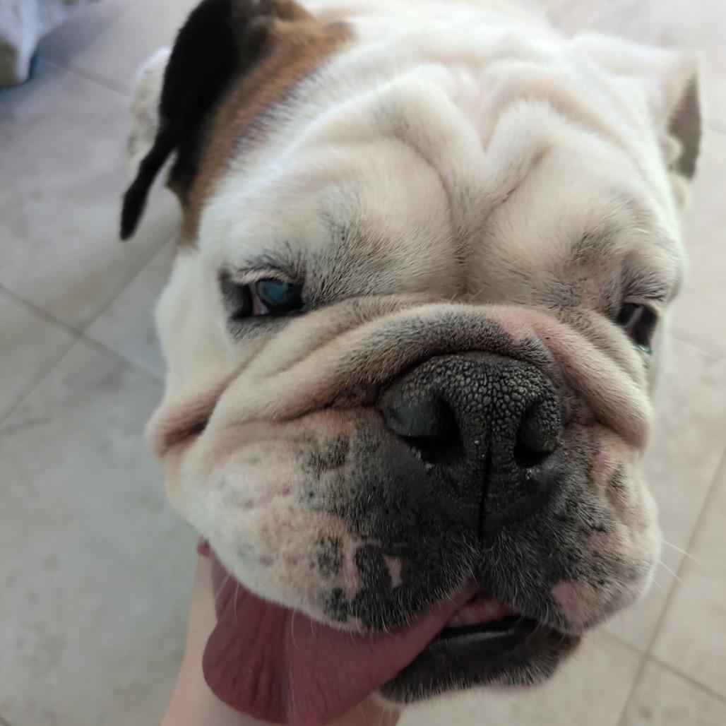 Harley, Adoptable, Adult Female English Bulldog & English Bulldog.