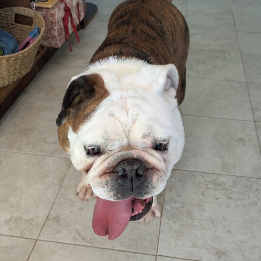 Harley, a Adoptable mixed breed in Peculiar, MO image 5/5