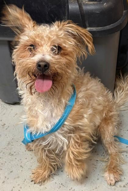 Enlarge Chase, a Adoptable mixed breed in Baraboo, WI image 1/1