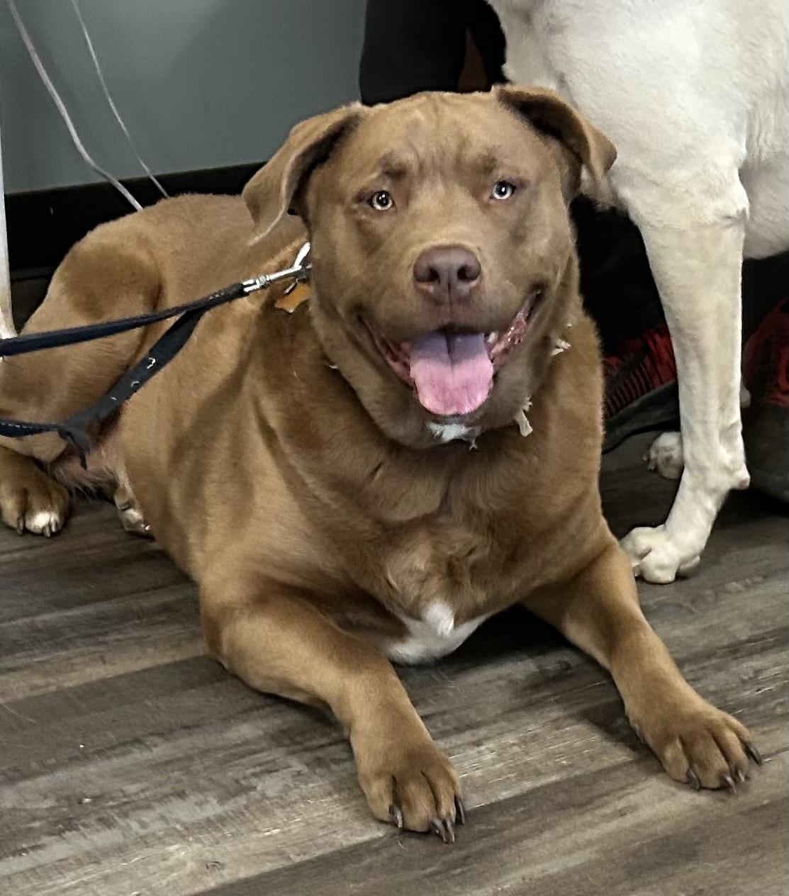 Goose Golden — thumbnail 2