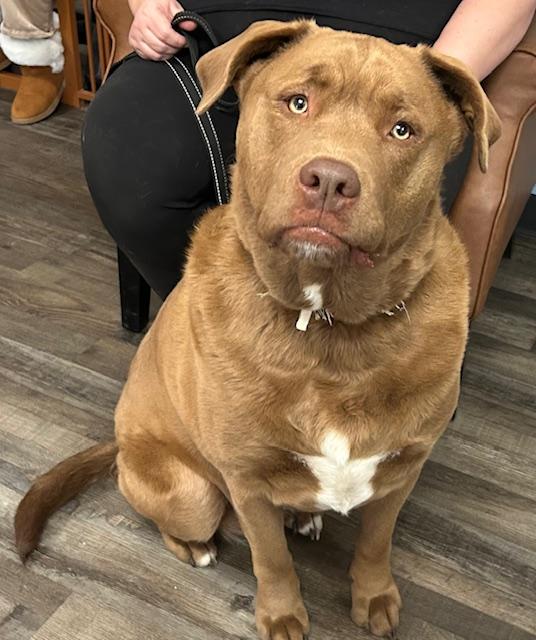 Goose Golden — thumbnail 3