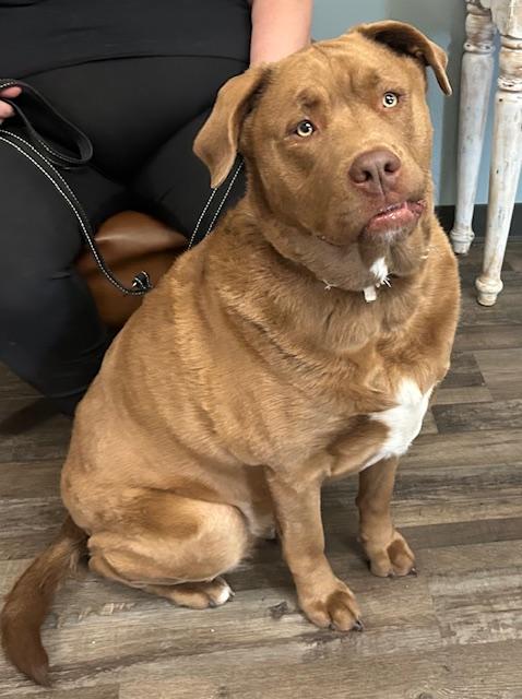 Goose Golden — thumbnail 4