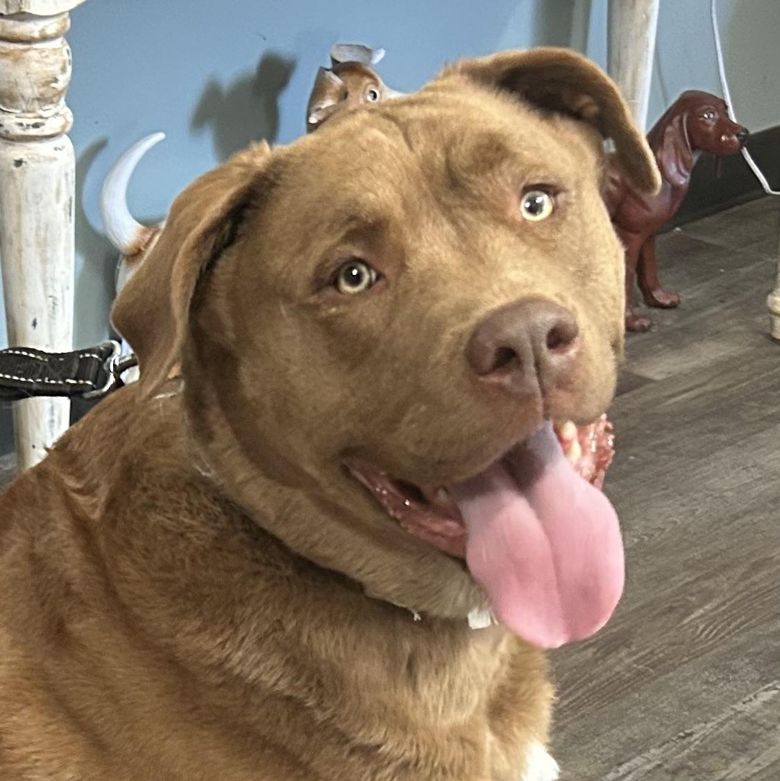 Goose Golden — thumbnail 5