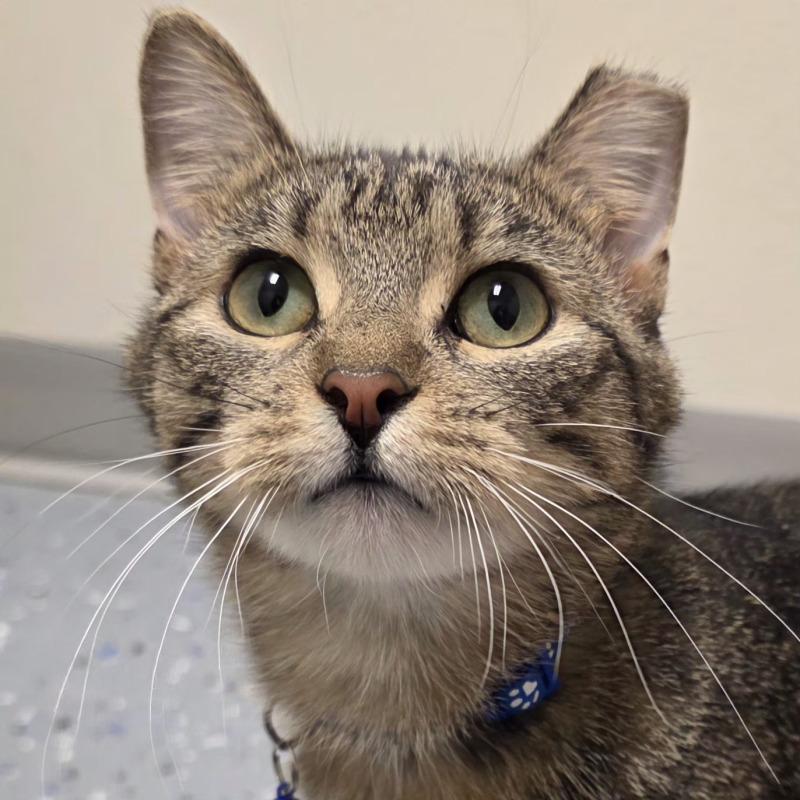 Enlarge Mona, a Adoptable Domestic Short Hair in Yankton, SD image 1/6