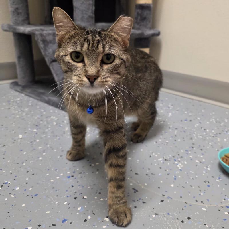 Enlarge Mona, a Adoptable Domestic Short Hair in Yankton, SD image 2/6