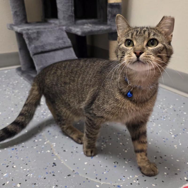 Enlarge Mona, a Adoptable Domestic Short Hair in Yankton, SD image 3/6