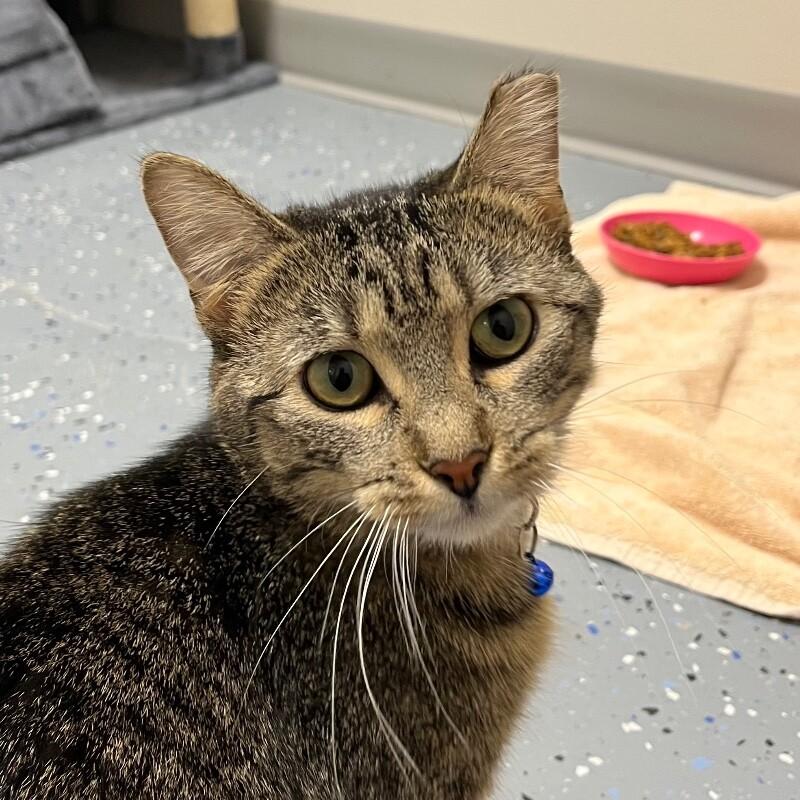 Enlarge Mona, a Adoptable Domestic Short Hair in Yankton, SD image 4/6