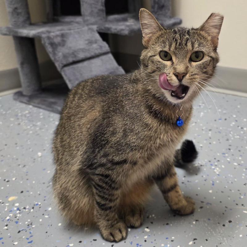 Enlarge Mona, a Adoptable Domestic Short Hair in Yankton, SD image 5/6